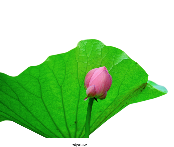 Free Flowers Plant Stem Leaf Aquatic Plant For Lotus Flower Clipart Transparent Background