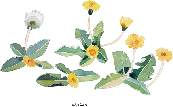 Free Flowers Watercolor Painting Design Painting For Flower Clipart Clipart Transparent Background