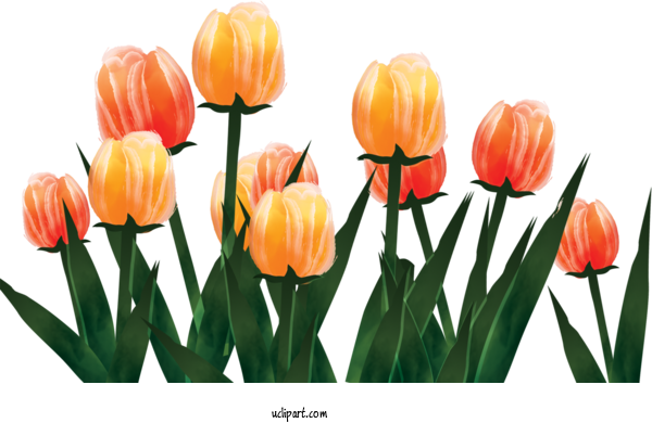 Free Flowers	 Tulip Design Orange For Flower Clipart Clipart Transparent Background