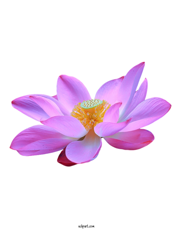 Free Flowers Sacred Lotus Magenta Telekom Lotus M For Lotus Flower Clipart Transparent Background