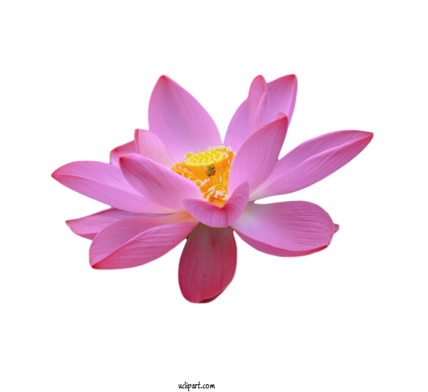 Free Flowers Sacred Lotus Close Up Magenta Telekom For Lotus Flower Clipart Transparent Background