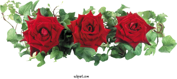 Free Flowers Flower Rose Party For Flower Clipart Clipart Transparent Background