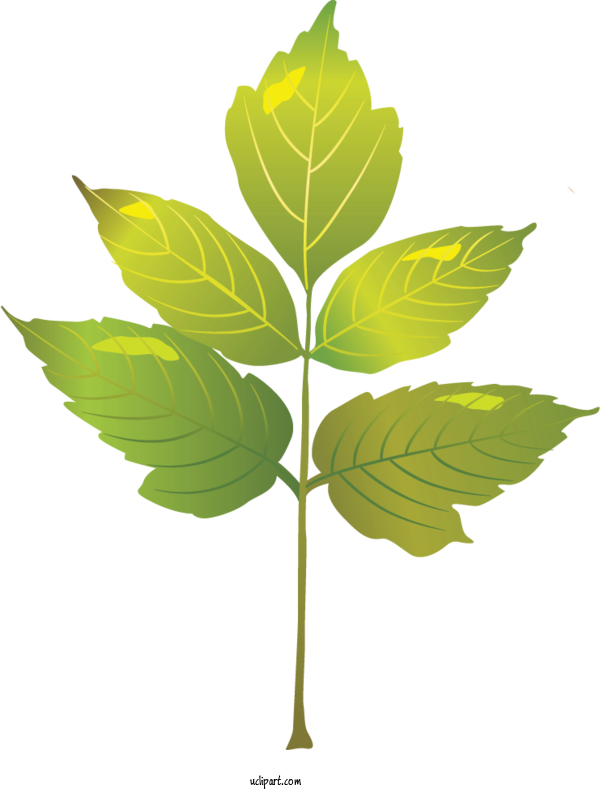 Free Nature Leaf Drawing Design For Leaf Clipart Transparent Background