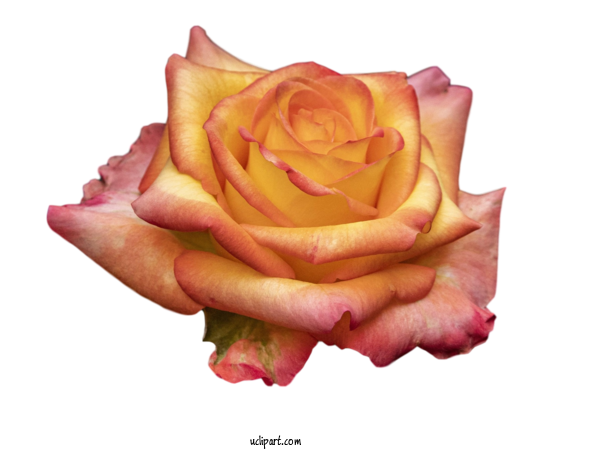 Free Flowers Garden Roses Cabbage Rose Floribunda For Flower Clipart Clipart Transparent Background