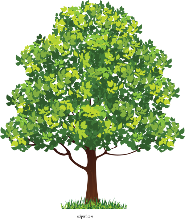 Free Nature Neem Tree Neem Oil Tree For Tree Clipart Transparent Background