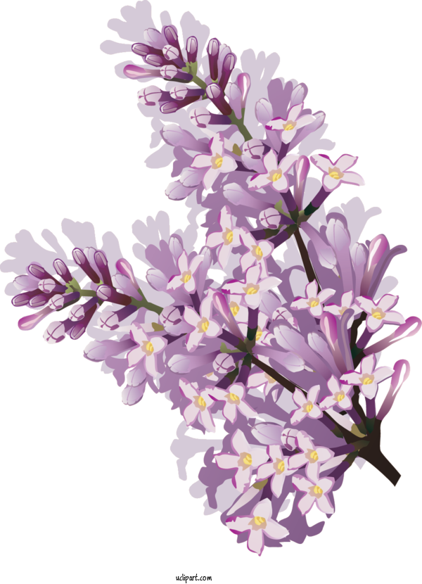 Free Flowers	 Common Lilac Flower Hyacinth For Flower Clipart Clipart Transparent Background