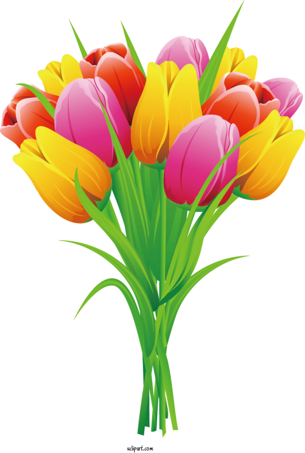 Free Flowers Tulip Flower Lily For Tulip Clipart Transparent Background
