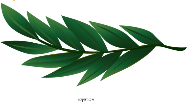 Free Nature Leaf Plant Stem Realism For Leaf Clipart Transparent Background