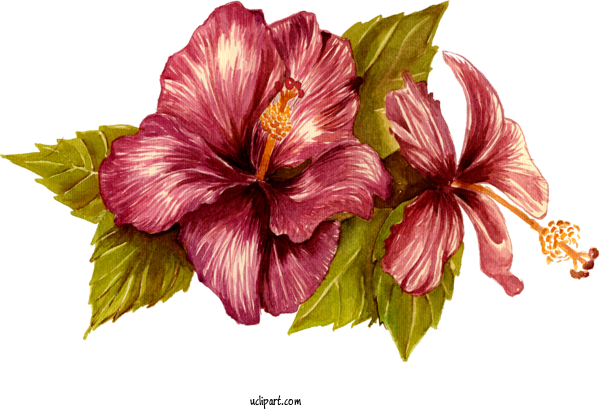 Free Flowers Hibiscus ハイビスカス Drawing For Flower Clipart Clipart Transparent Background