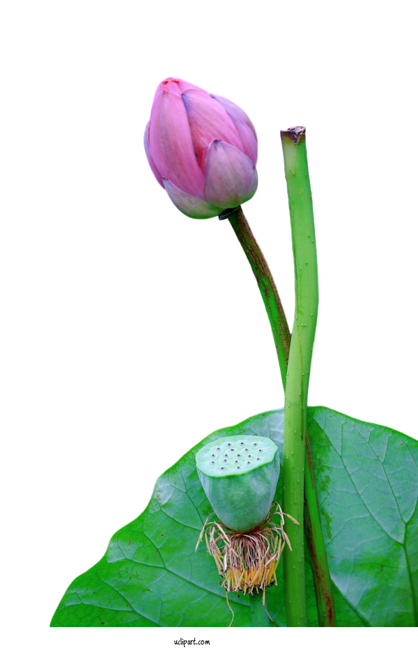 Free Flowers Plant Stem Sacred Lotus Leaf For Lotus Flower Clipart Transparent Background