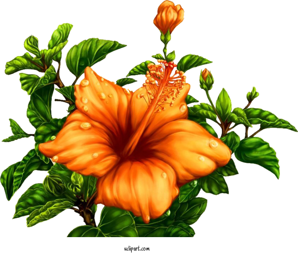 Free Flowers Hibiscus Floral Design Flower For Flower Clipart Clipart Transparent Background