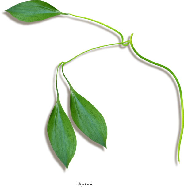 Free Nature Leaf Plant Stem Fern For Leaf Clipart Transparent Background