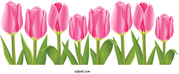 Free Flowers Flower Garden Tulip Flower For Flower Clipart Clipart Transparent Background