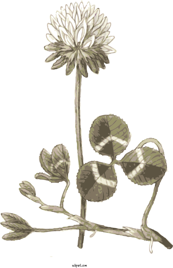 Free Flowers Cdr Common Dandelion Design For Flower Clipart Clipart Transparent Background