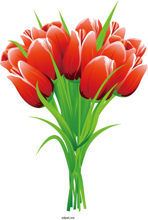 Free Flowers Flower Bouquet Tulip Bouquet Tulip For Tulip Clipart Transparent Background