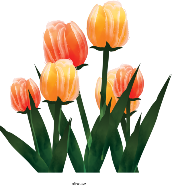 Free Flowers	 Tulip Flower Design For Flower Clipart Clipart Transparent Background