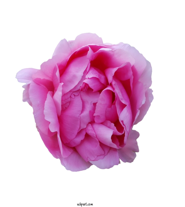 Free Flowers Garden Roses Cabbage Rose Floribunda For Lotus Flower Clipart Transparent Background