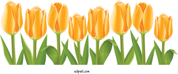 Free Flowers Tulip Flower Drawing For Flower Clipart Clipart Transparent Background