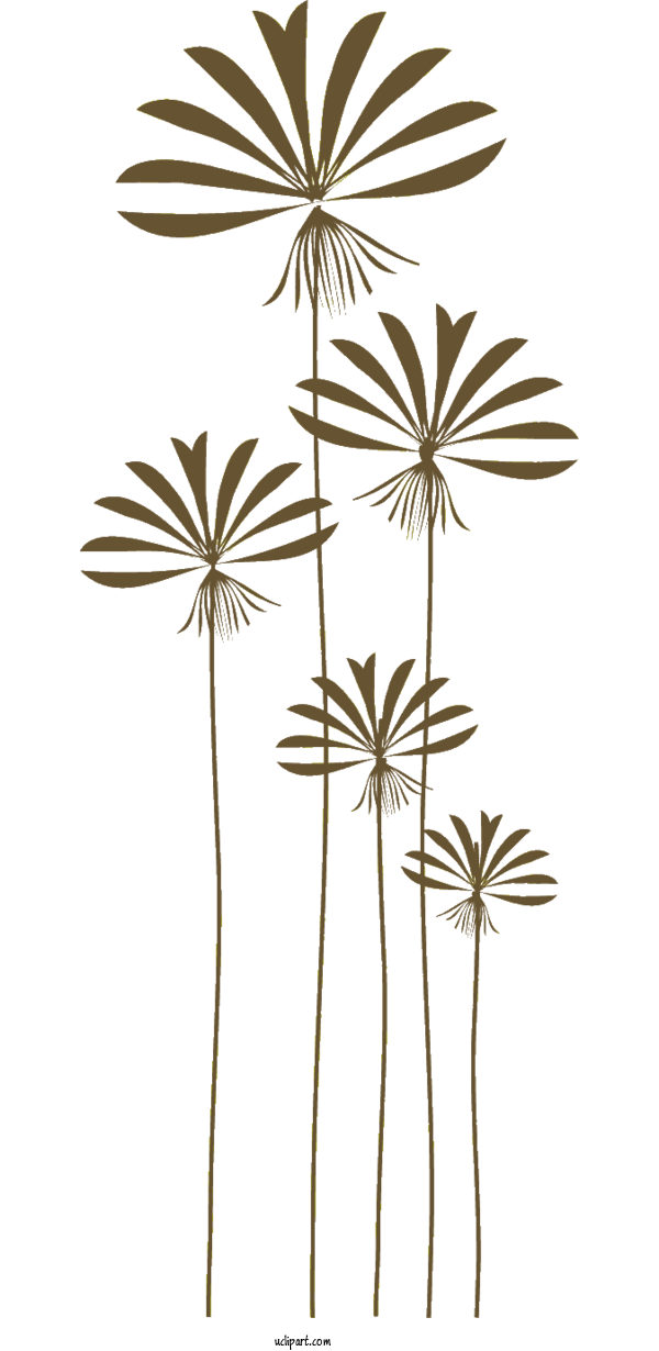 Free Flowers Drawing Poster Asian Palmyra Palm For Flower Clipart Clipart Transparent Background