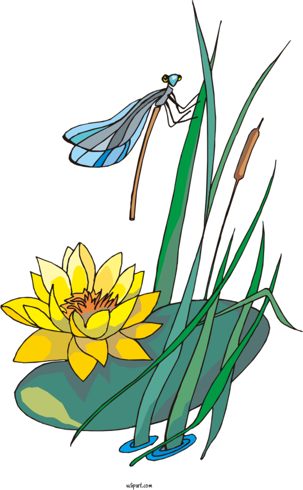 Free Flowers Insect Sacred Lotus Egyptian Lotus For Flower Clipart Clipart Transparent Background