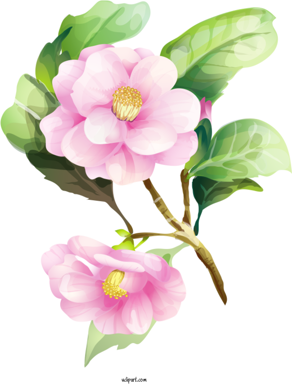 Free Flowers	 Watercolor Painting Floral Design Drawing For Flower Clipart Clipart Transparent Background
