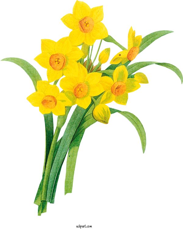 Free Flowers Line Art Drawing Wild Daffodil For Flower Clipart Clipart Transparent Background