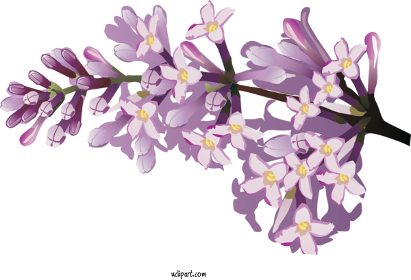 Free Flowers	 Floral Design Flower Common Lilac For Flower Clipart Clipart Transparent Background