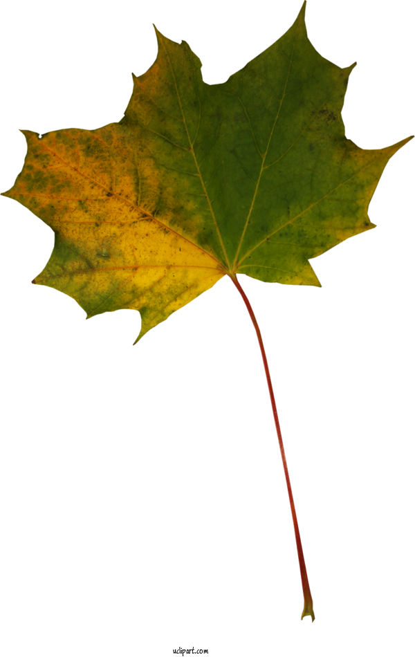 Free Nature Maple Leaf Plant Stem Maple For Leaf Clipart Transparent Background