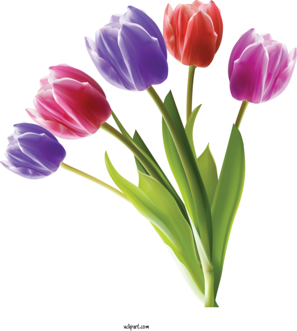 Free Flowers Royalty Free Design Cartoon For Tulip Clipart Transparent Background