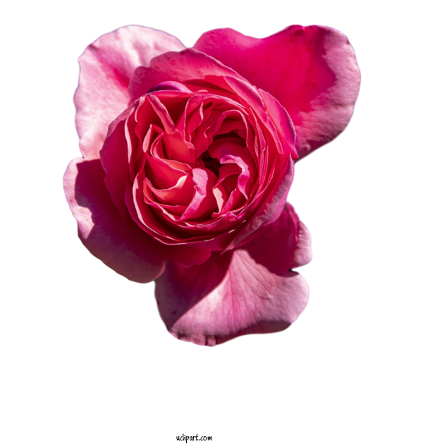 Free Flowers Garden Roses Cabbage Rose Floribunda For Flower Clipart Clipart Transparent Background