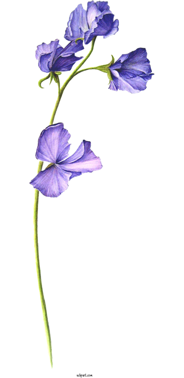 Free Flowers	 Sweet Pea Drawing Watercolor Painting For Flower Clipart Clipart Transparent Background