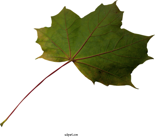 Free Nature Maple Leaf Leaf Fern For Leaf Clipart Transparent Background