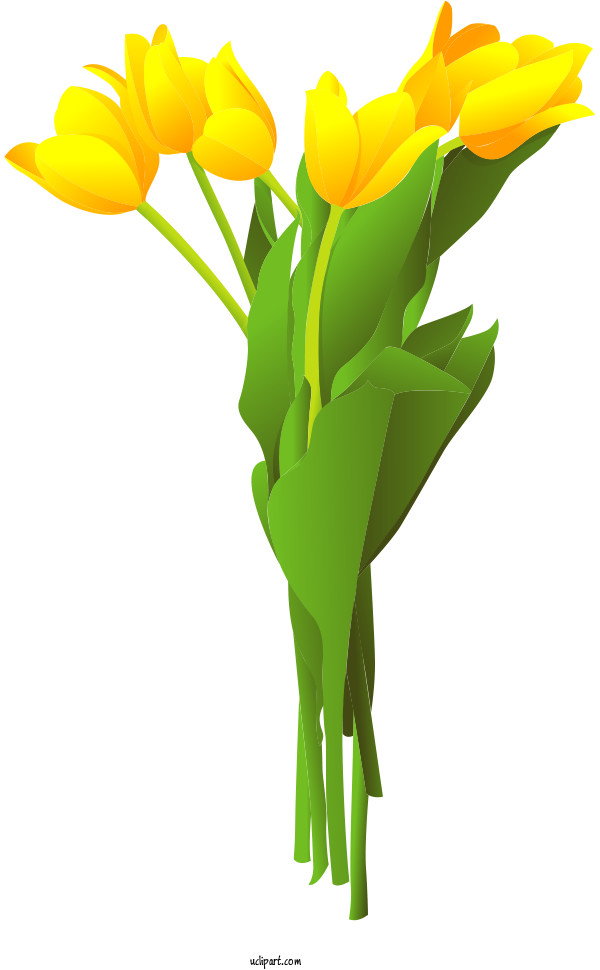 Free Flowers Tulip Design Cartoon For Tulip Clipart Transparent Background
