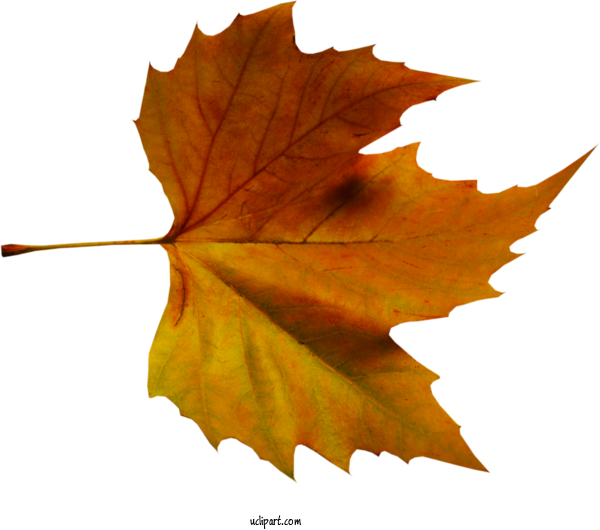 Free Nature Leaf Japanese Maple Deciduous For Leaf Clipart Transparent Background