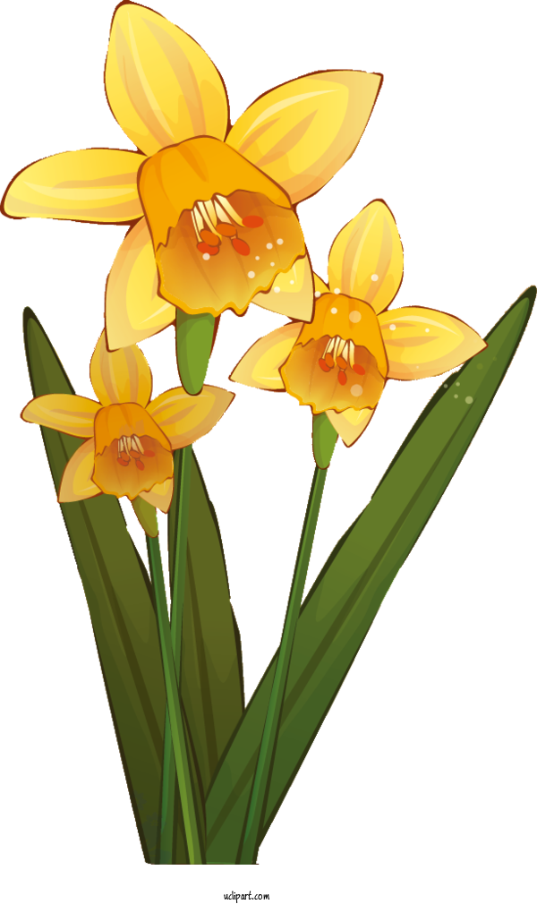 Free Flowers Daffodil Design Plant Stem For Flower Clipart Clipart Transparent Background