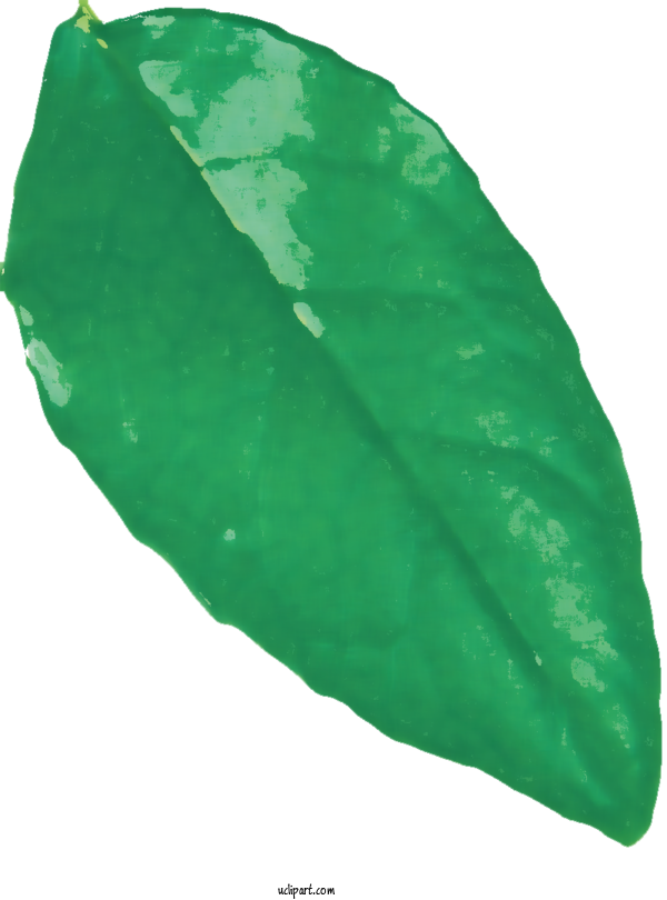 Free Nature Leaf Green Biology For Leaf Clipart Transparent Background