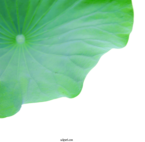 Free Flowers Leaf Green Close Up For Lotus Flower Clipart Transparent Background