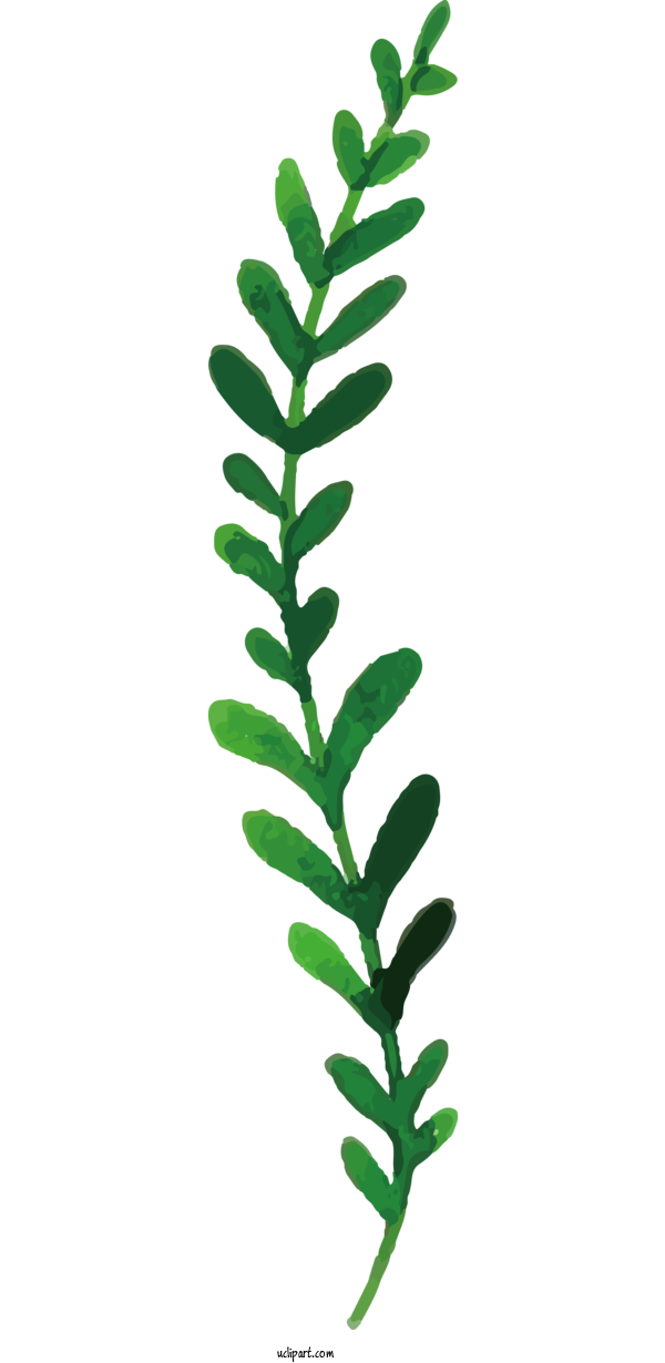 Free Nature Plant Stem Leaf Plants For Leaf Clipart Transparent Background
