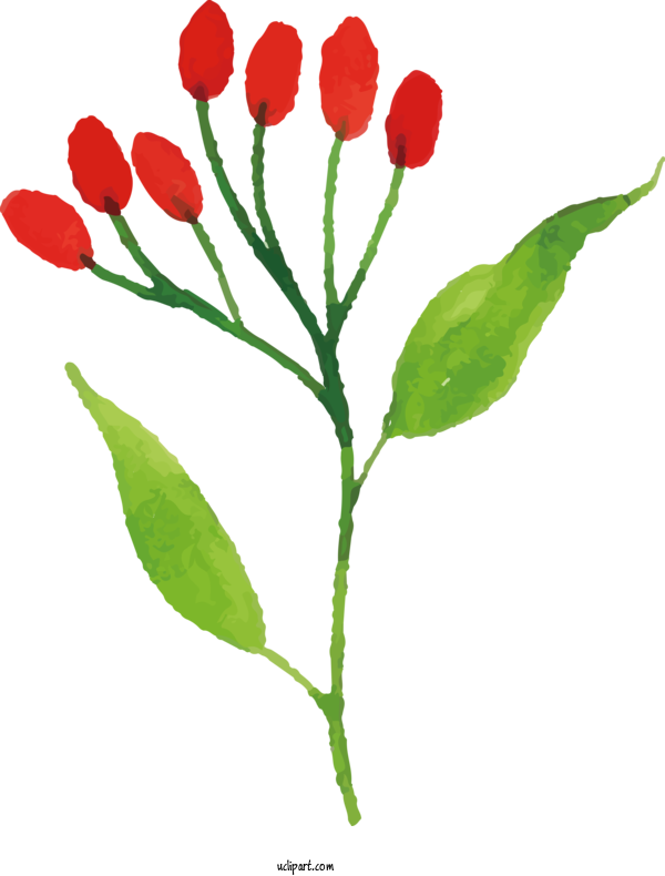 Free Nature Plant Stem Tulip Leaf For Leaf Clipart Transparent Background