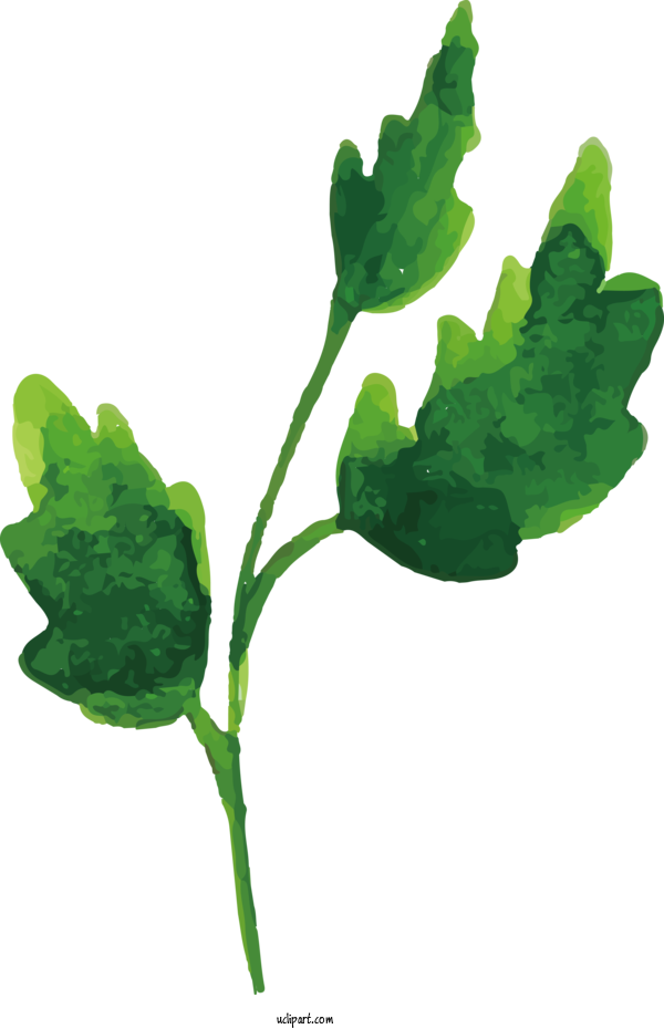 Free Nature Plant Stem Leaf Leaf Vegetable For Leaf Clipart Transparent Background
