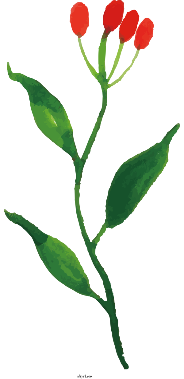 Free Nature Plant Stem Leaf Herbaceous Plant For Leaf Clipart Transparent Background
