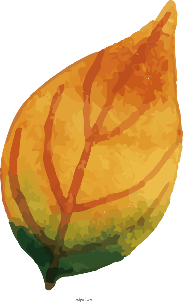 Free Nature Gourd Calabaza Squash For Leaf Clipart Transparent Background