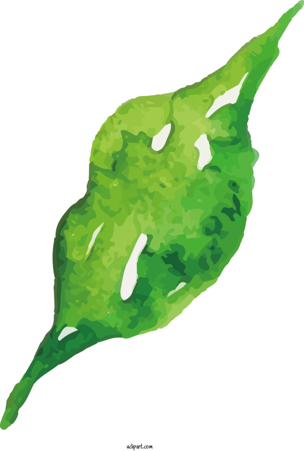 Free Nature Leaf Plant Stem Leaf Vegetable For Leaf Clipart Transparent Background