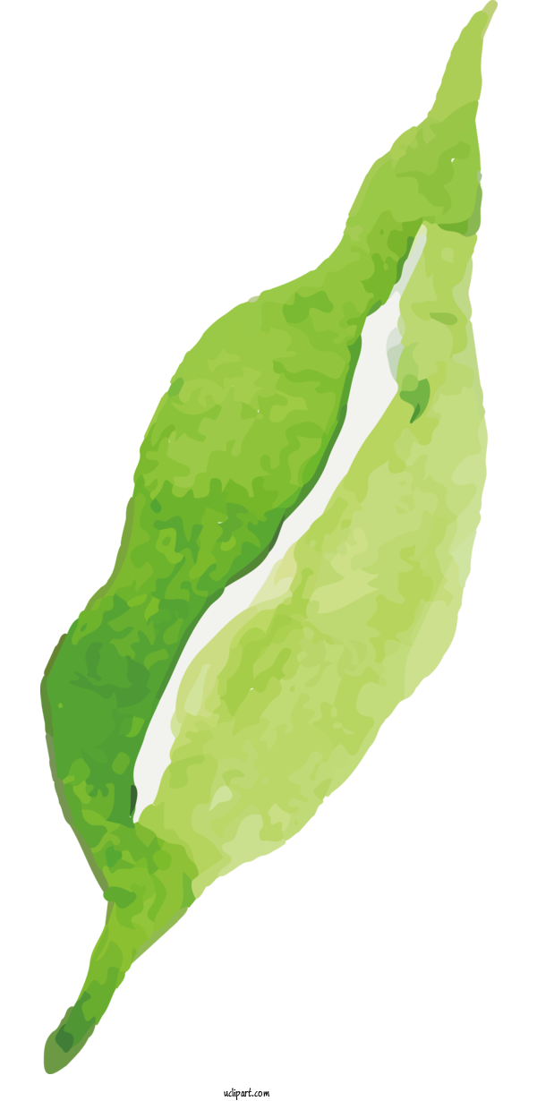 Free Nature Leaf Plant Stem Vegetable For Leaf Clipart Transparent Background