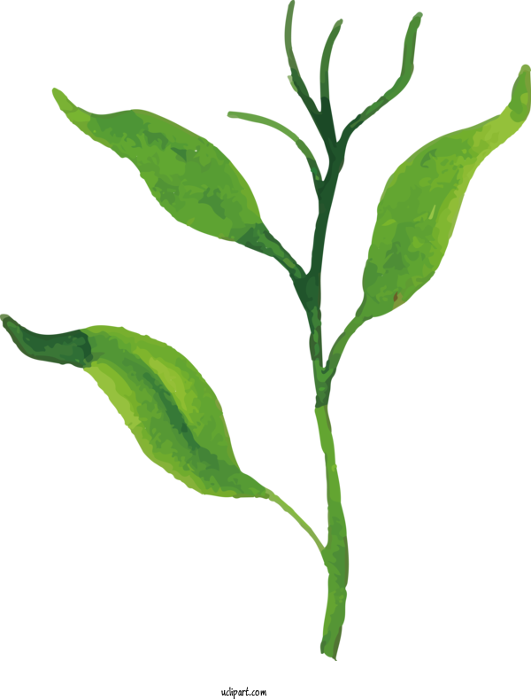 Free Nature Plant Stem Leaf Vegetable Leaf For Leaf Clipart Transparent Background