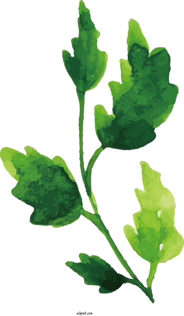 Free Nature Spring Greens Plant Stem Leaf For Leaf Clipart Transparent Background