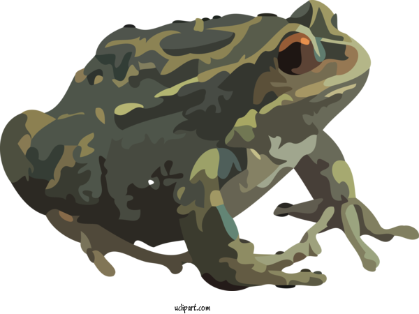 Free Holidays Amphibians Frogs Argentine Horned Frog For Halloween Clipart Transparent Background