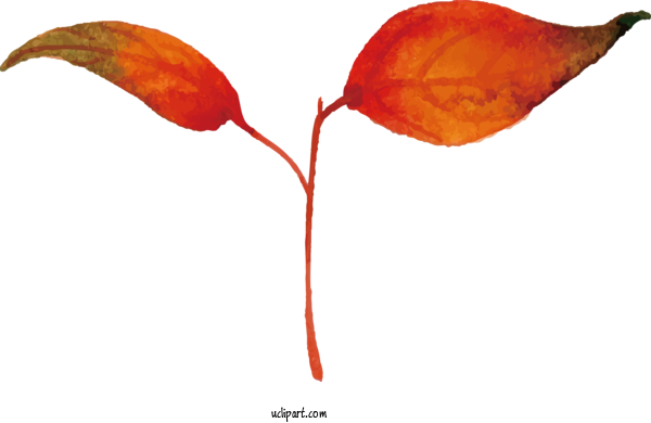 Free Nature Leaf Petal Plant Stem For Leaf Clipart Transparent Background