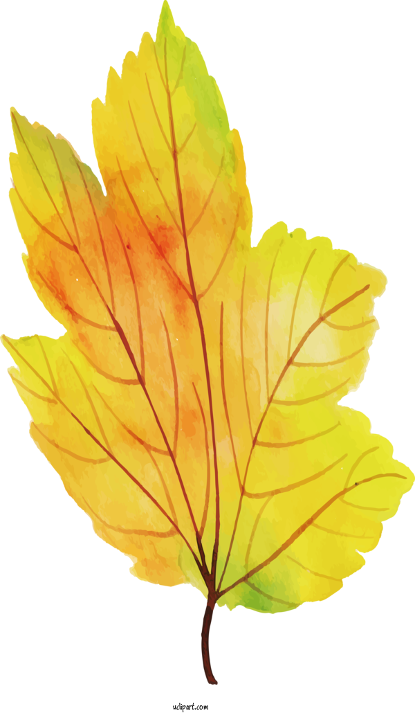 Free Nature Maple Leaf Leaf Deciduous For Leaf Clipart Transparent Background