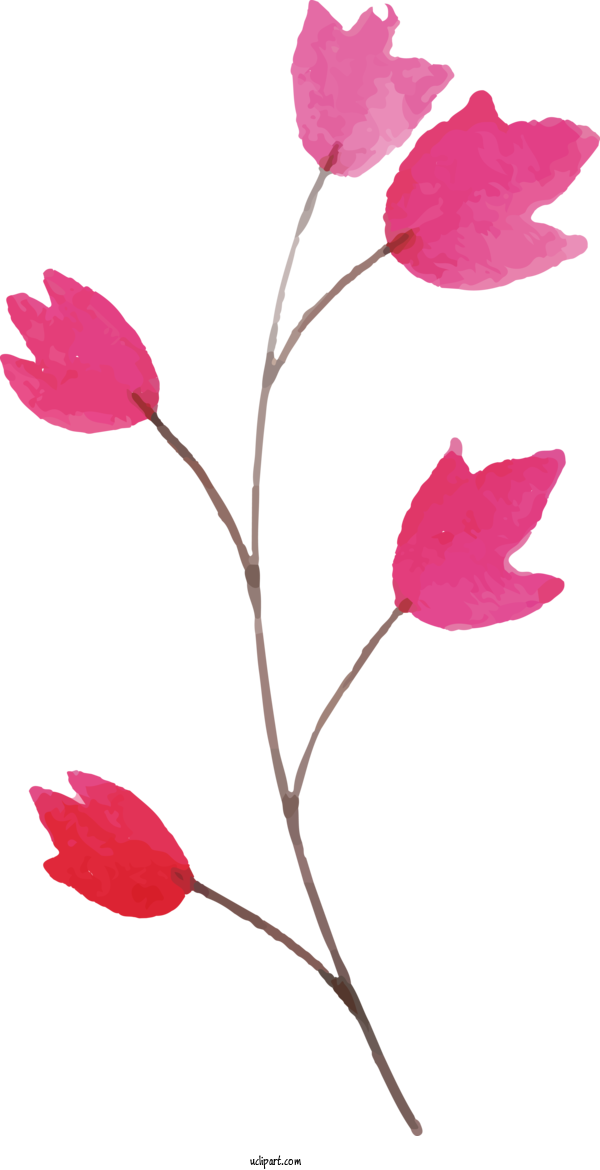 Free Nature Rose Family Plant Stem Floral Design For Leaf Clipart Transparent Background